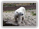Eläintarhassa Rocca Al Maressa tapaat mm jääkarhuja.( 2019 )